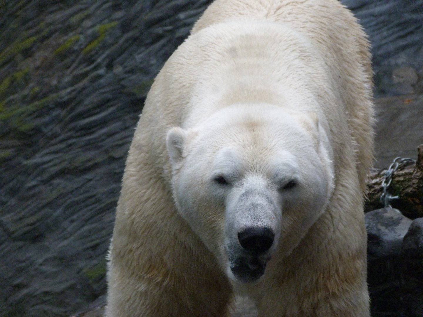 Polar bear -Zoo Praha (2025)