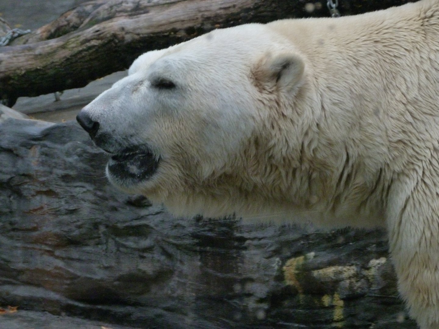 Polar bear -Zoo Praha (2025)