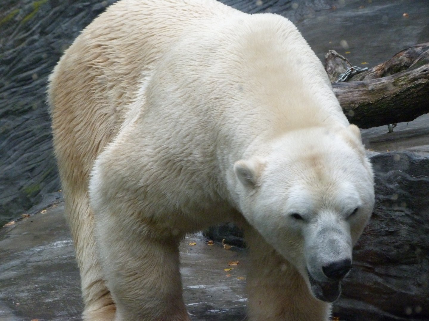 Polar bear -Zoo Praha (2025)