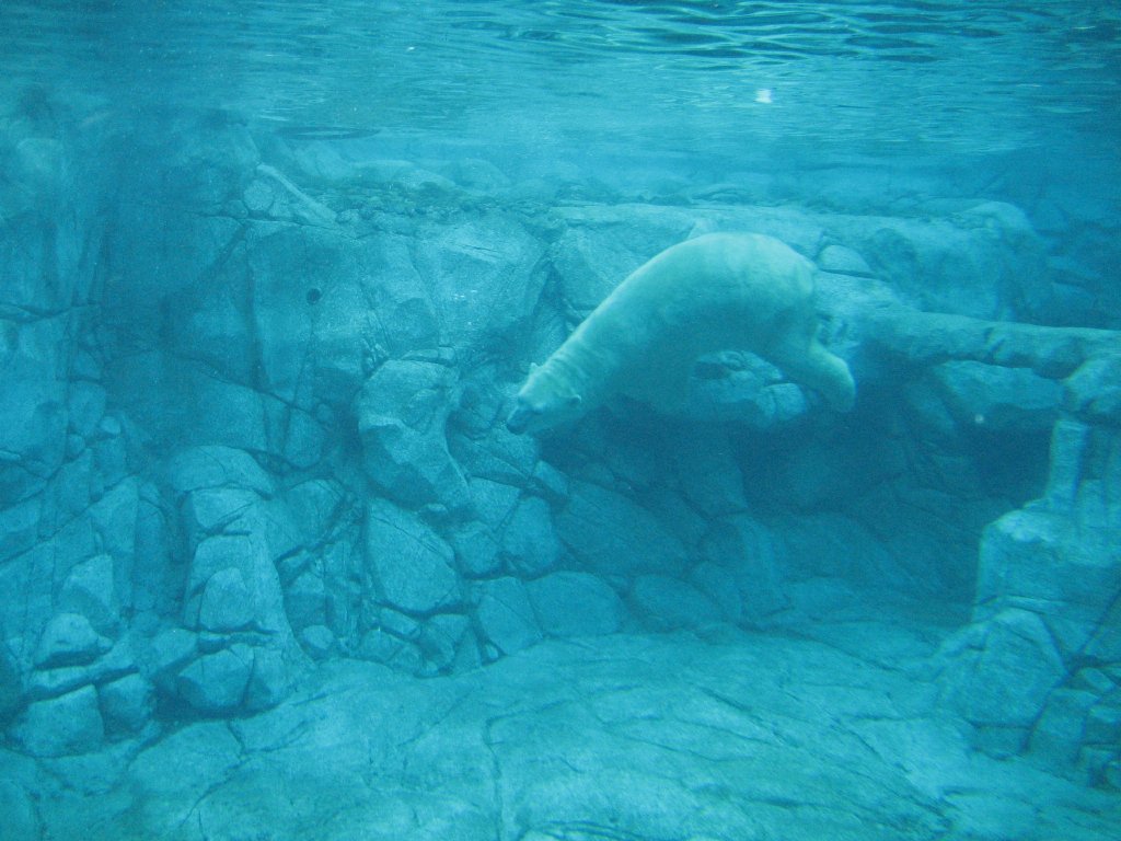 Polar Bear