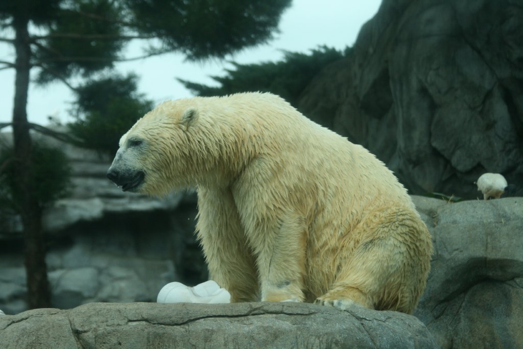 Polar Bear
