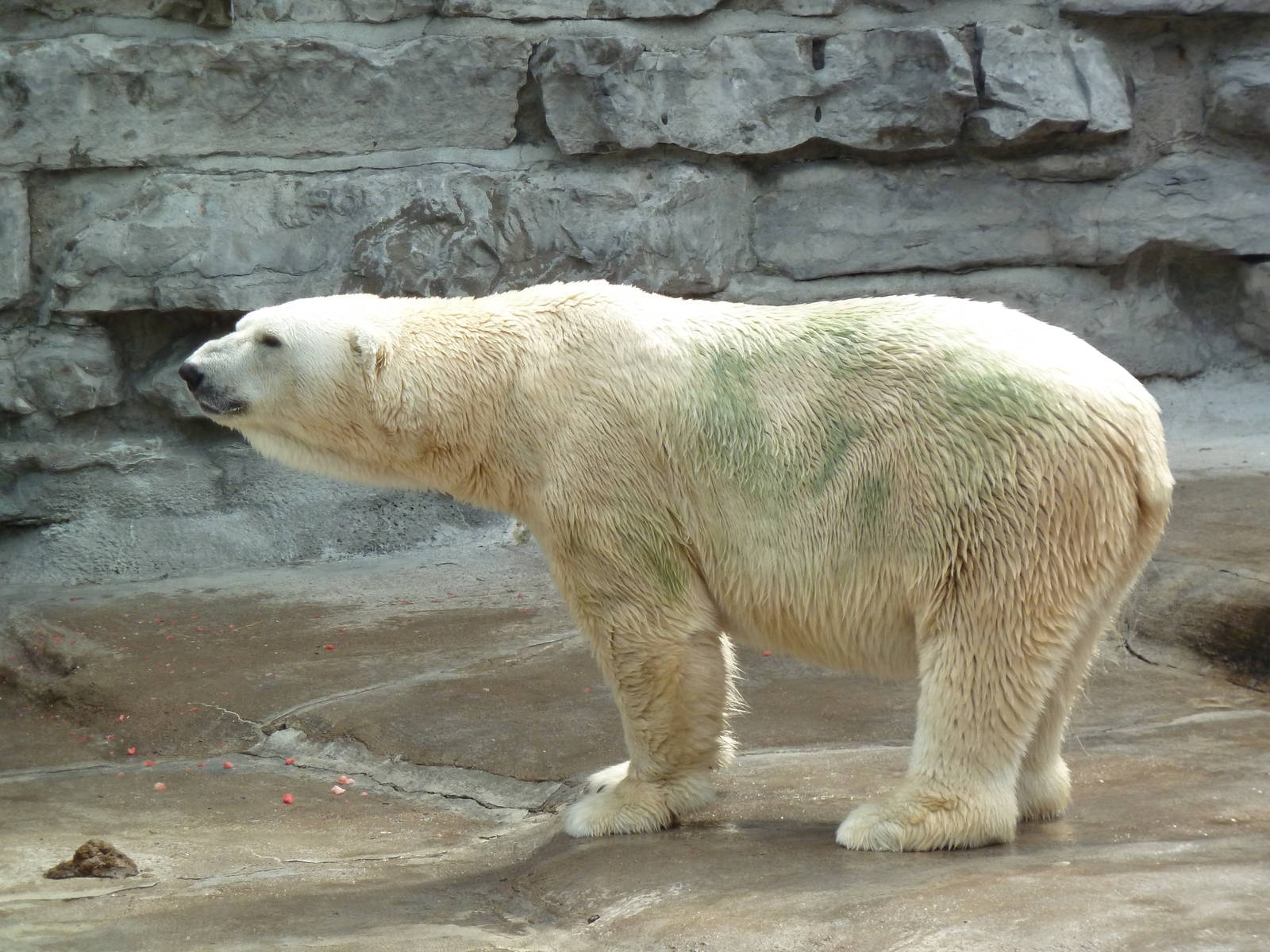 Polar Bear
