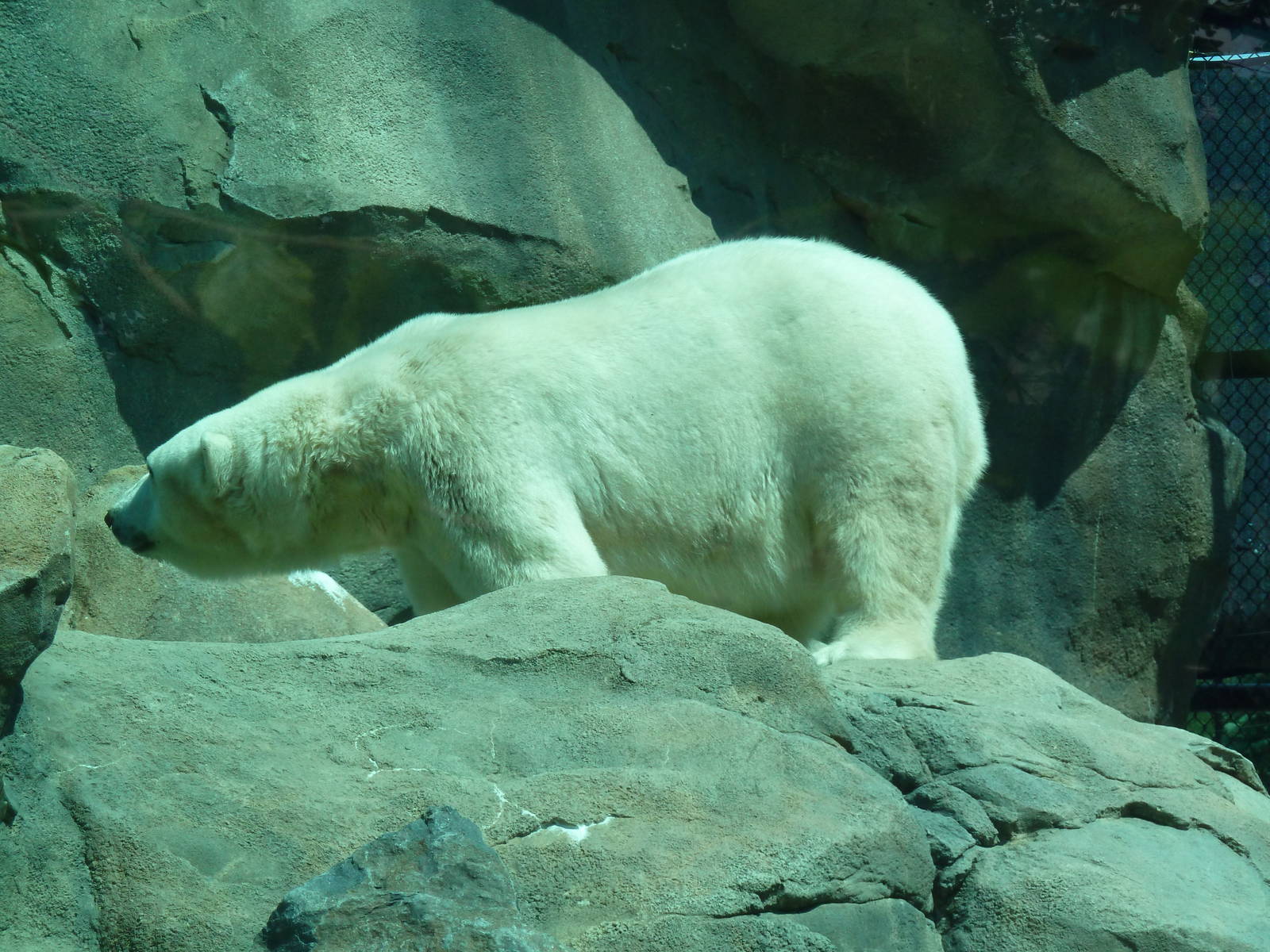 Polar Bear