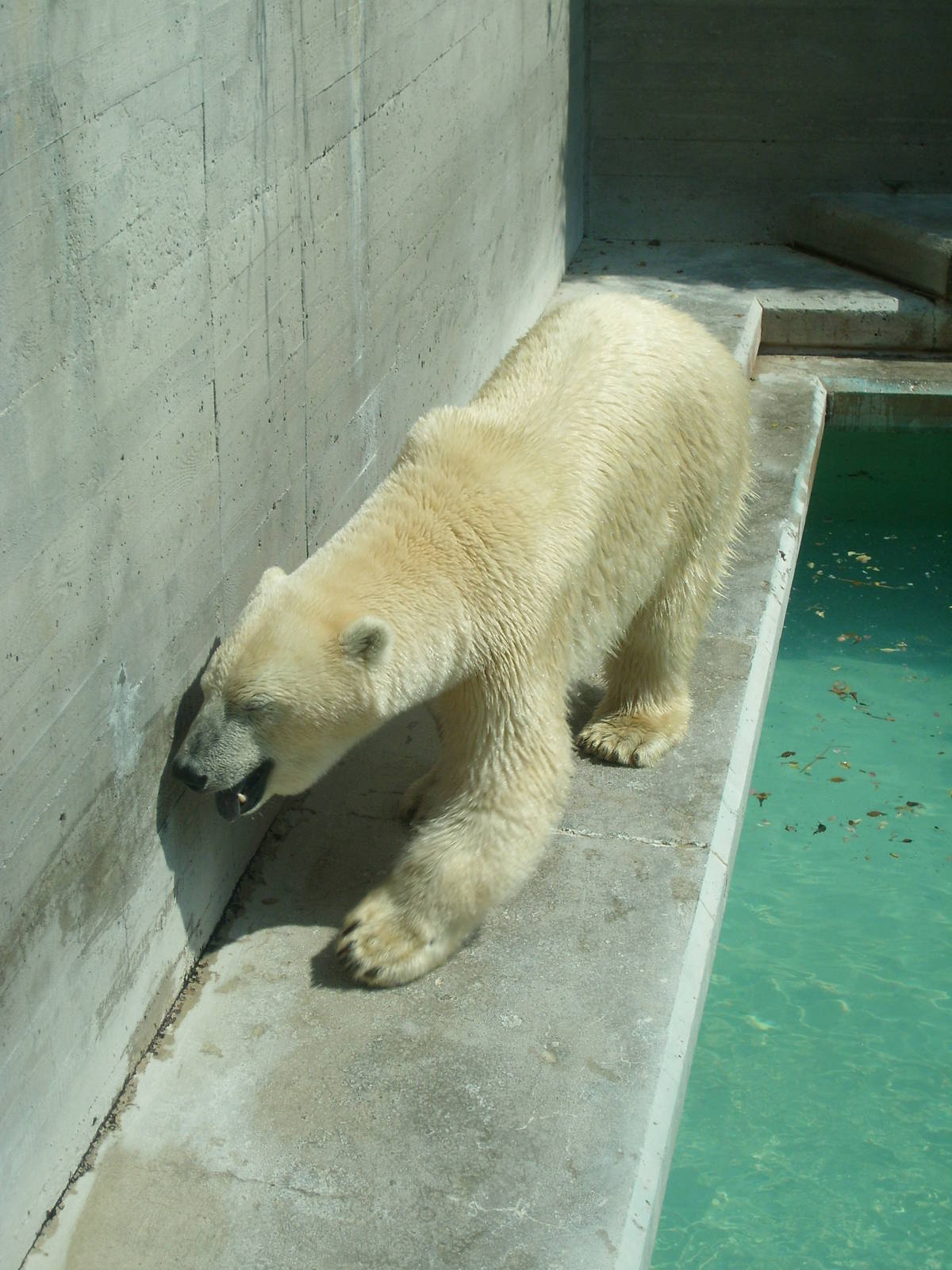 polar bear