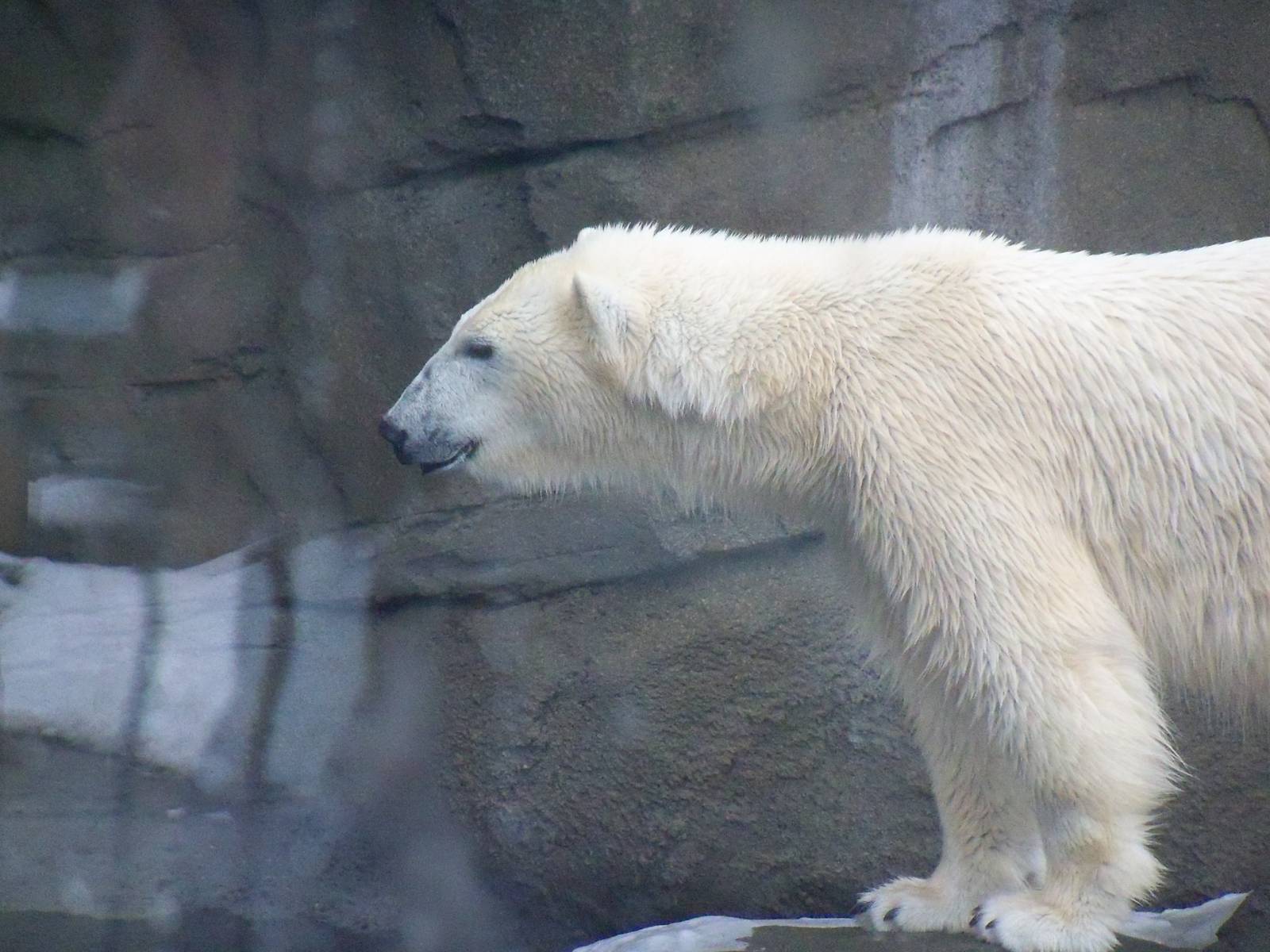 Polar Bear