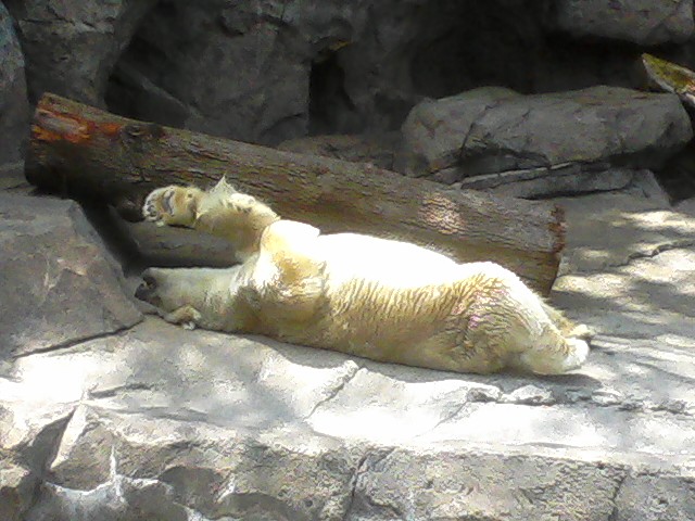 Polar Bear