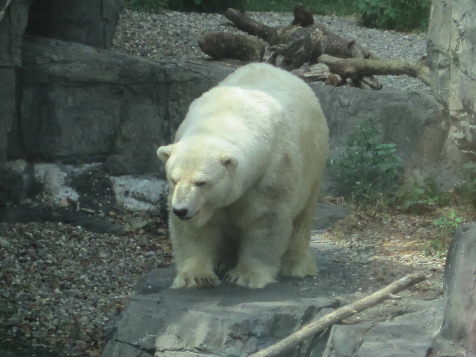 Polar Bear