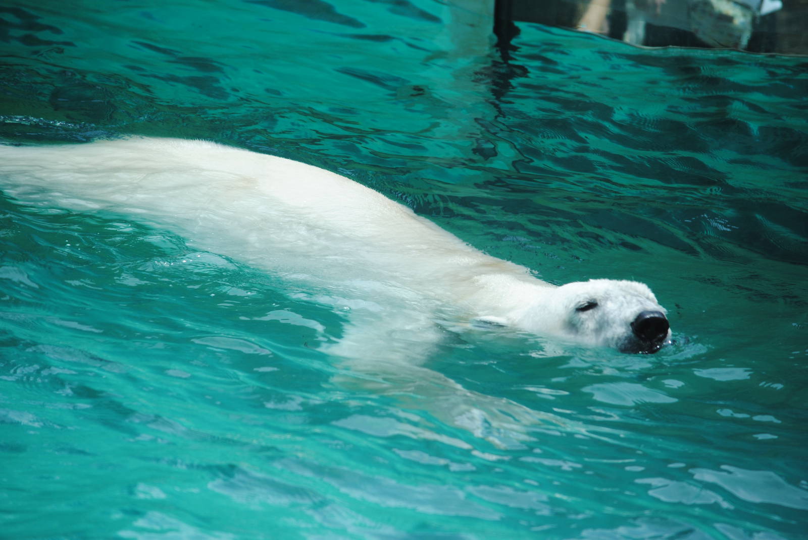 Polar Bear