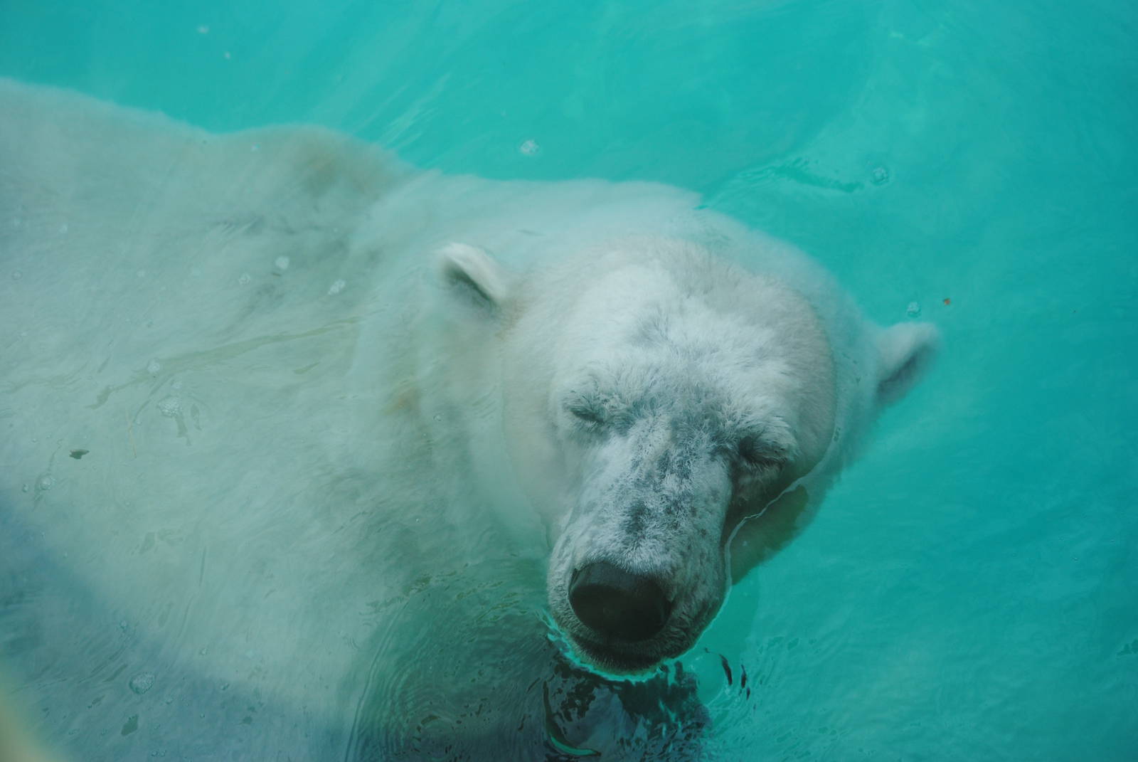 Polar Bear