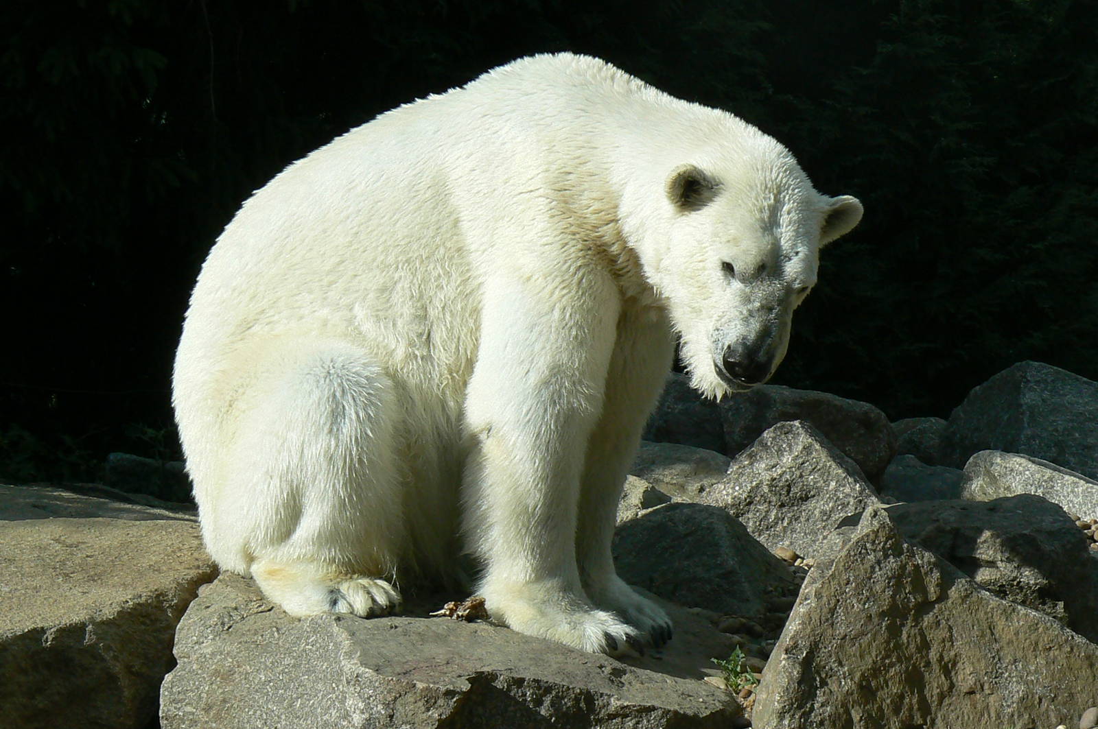 Polar bear