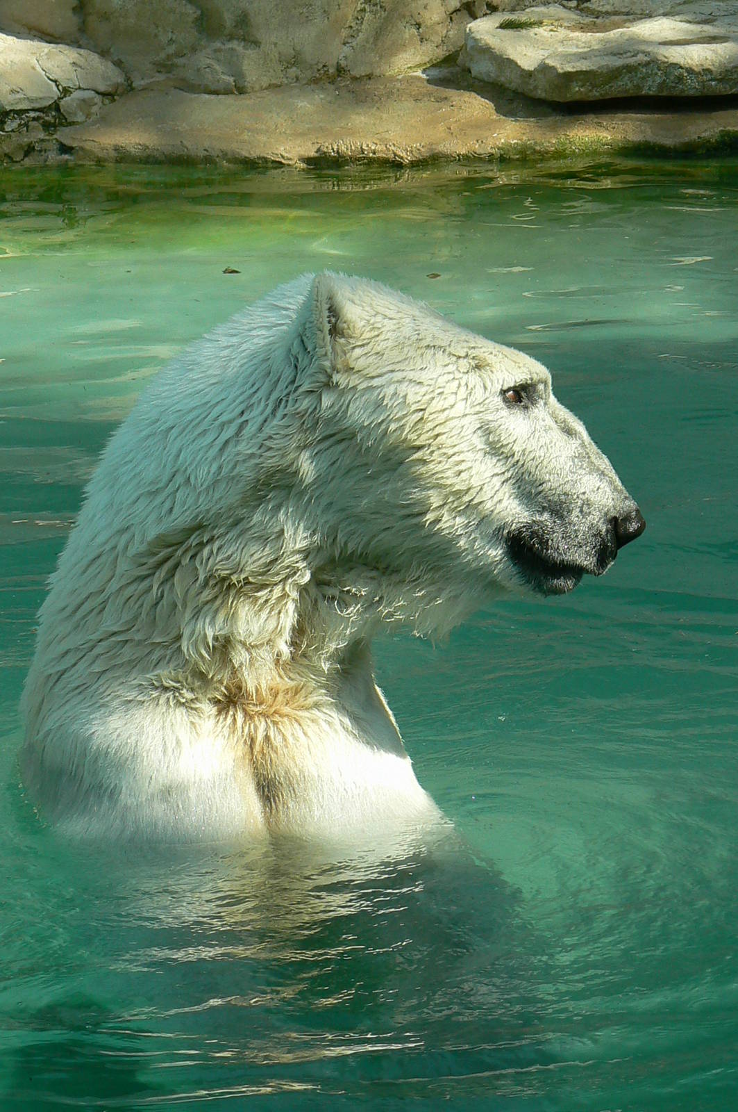 Polar bear