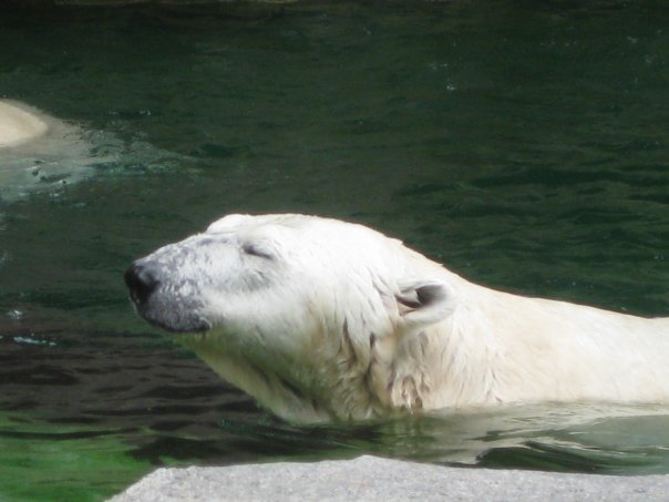 Polar bear