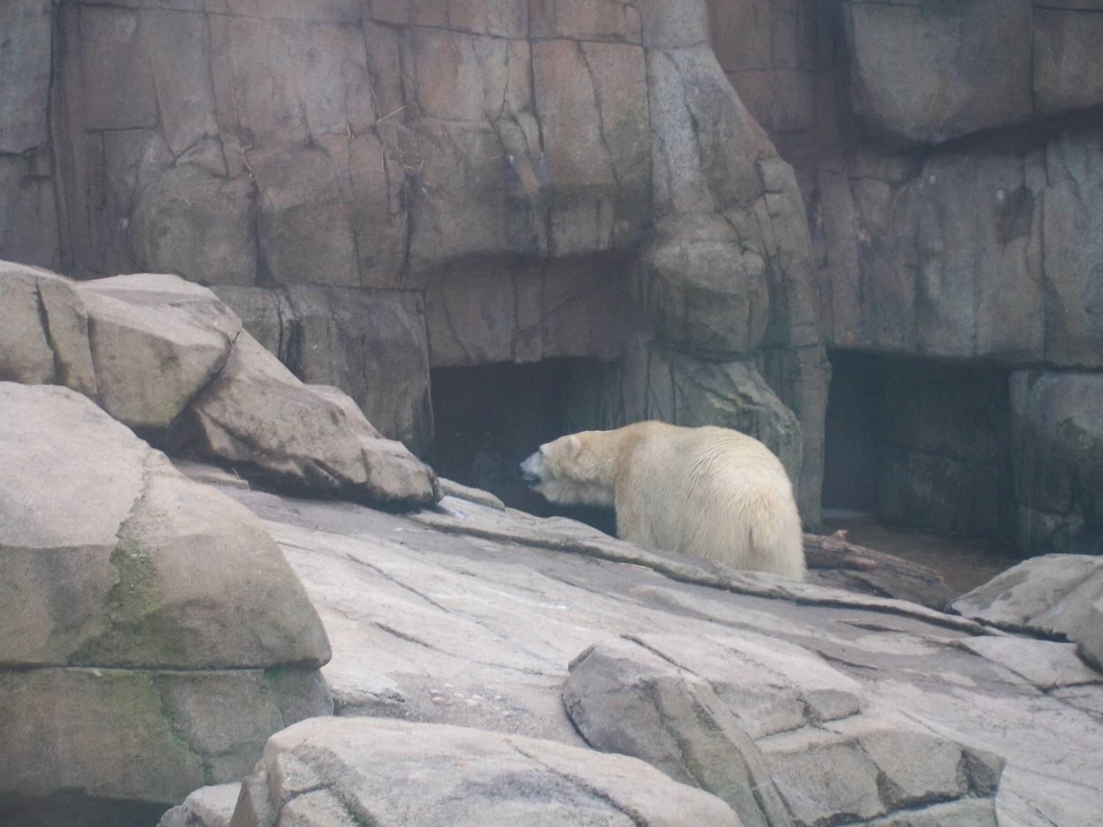 Polar Bear