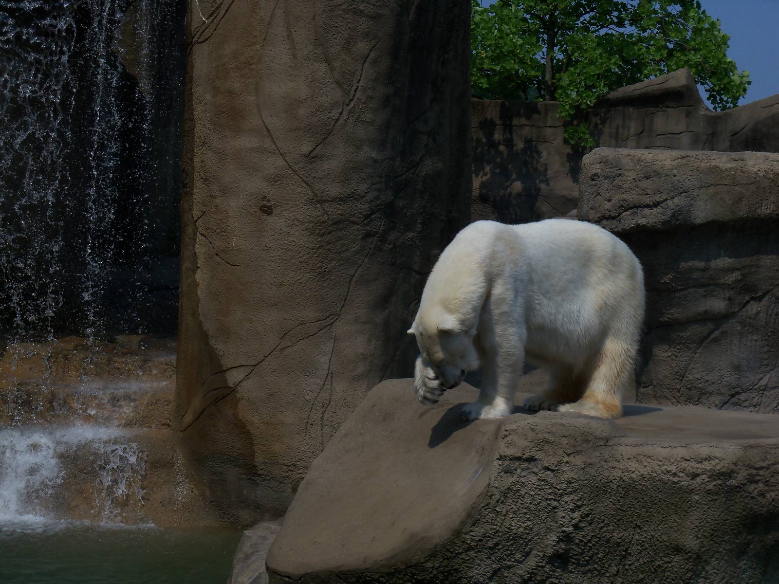 Polar Bear