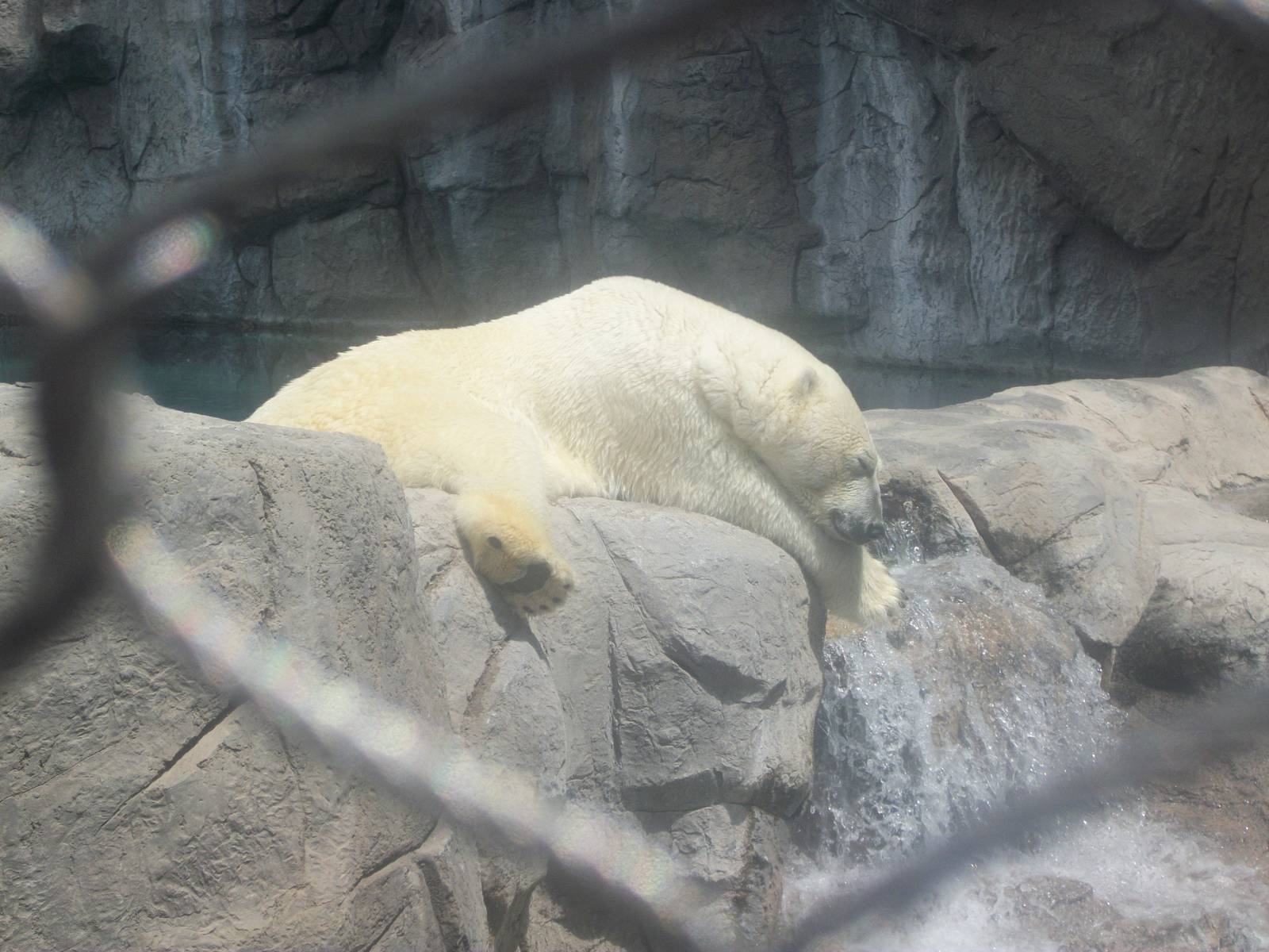 Polar Bear