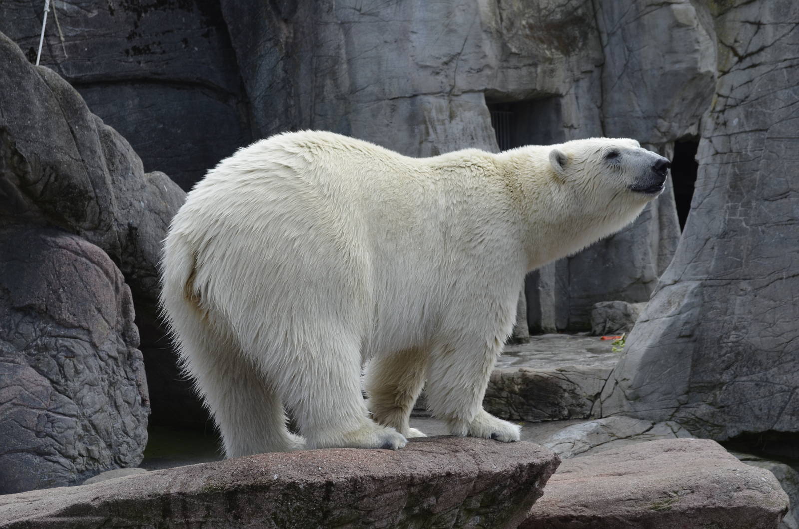 Polar bear