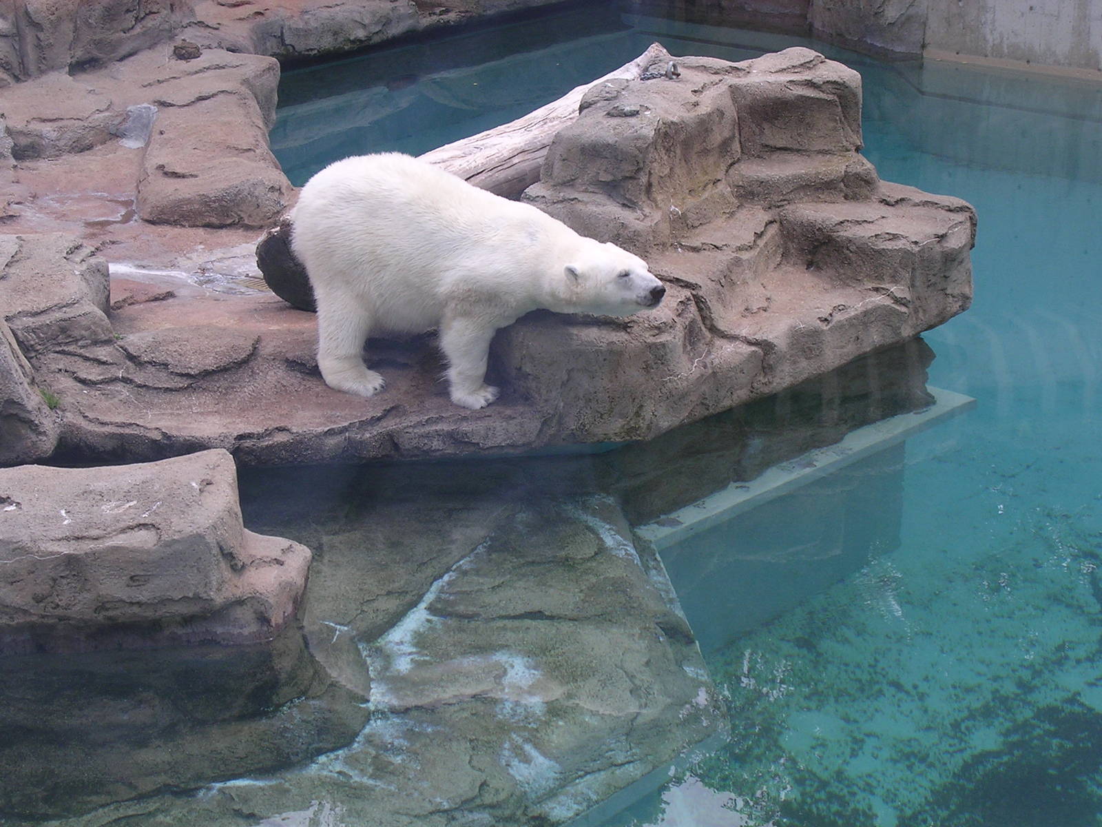 Polar bear