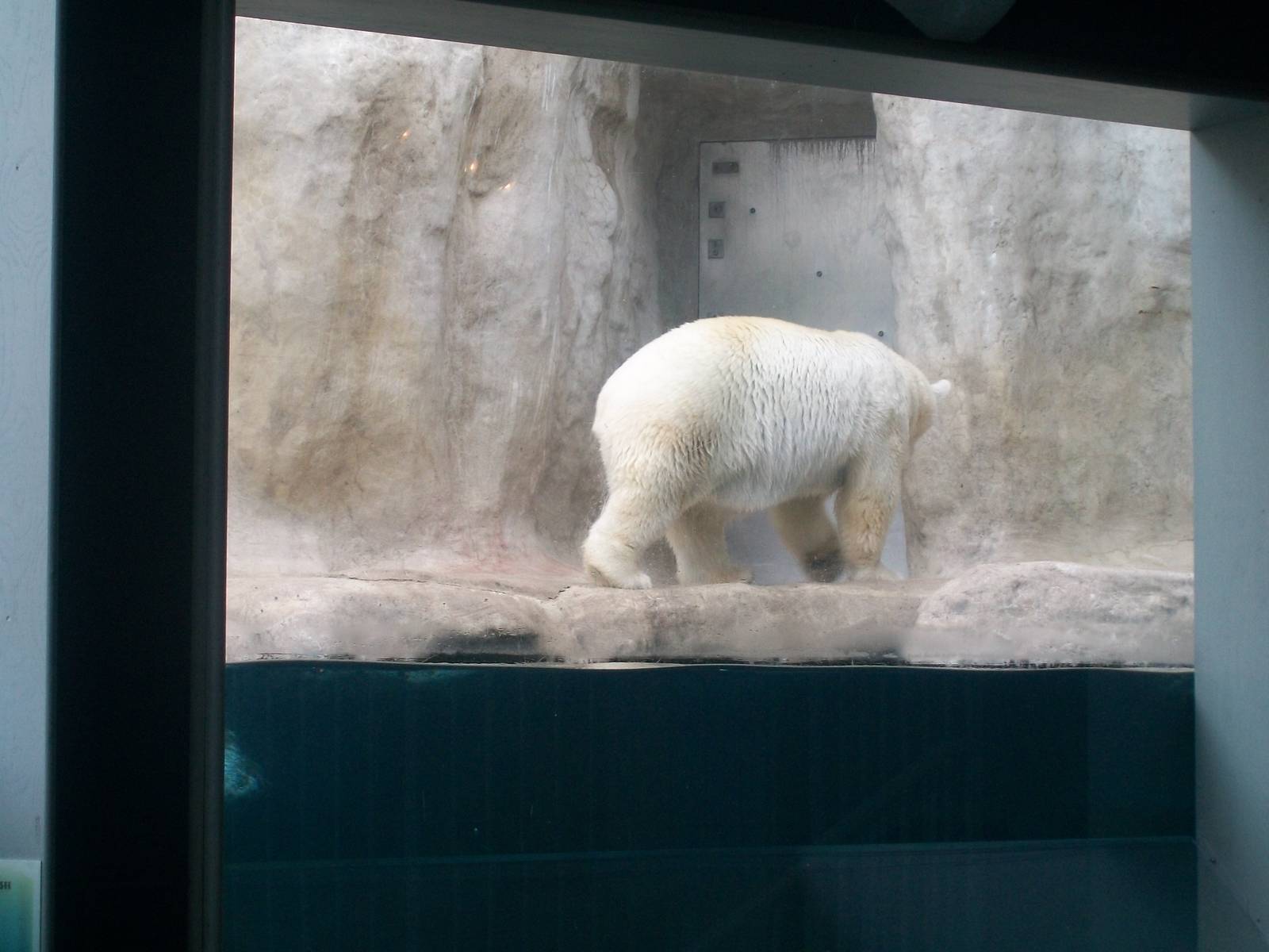 Polar Bear