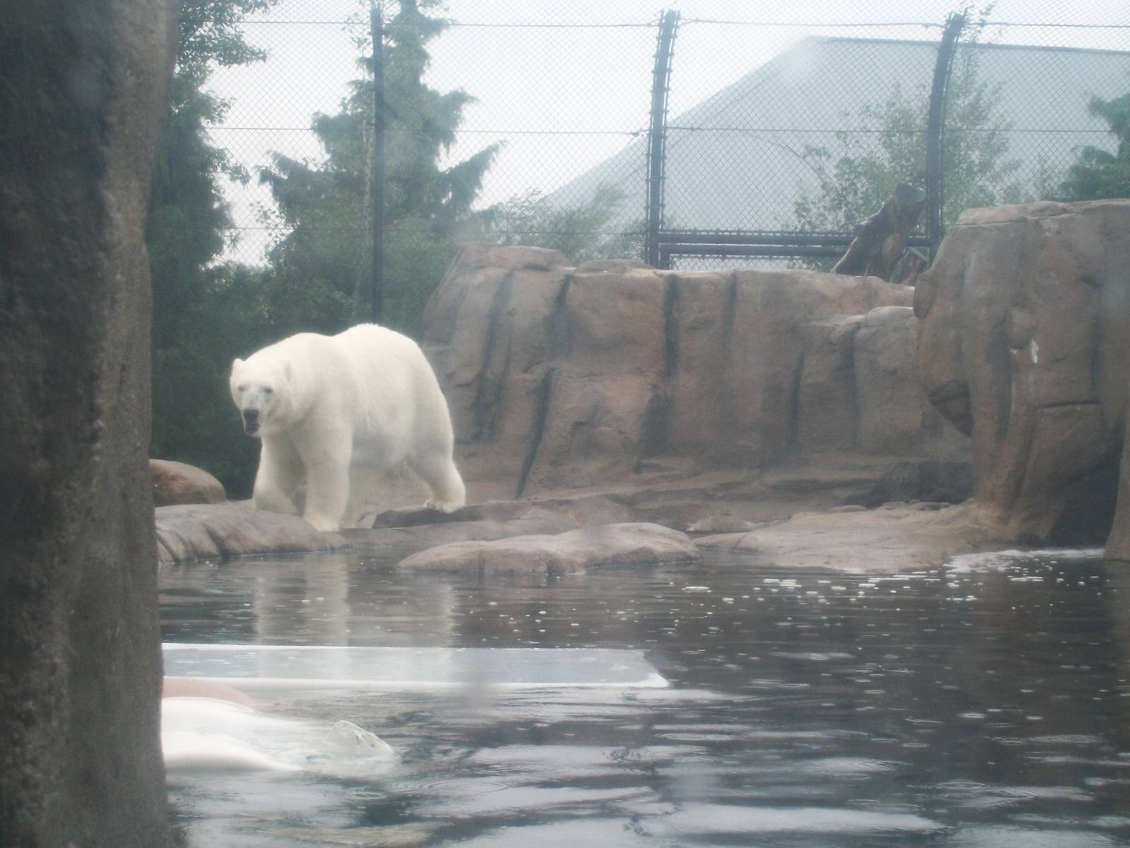 Polar Bear