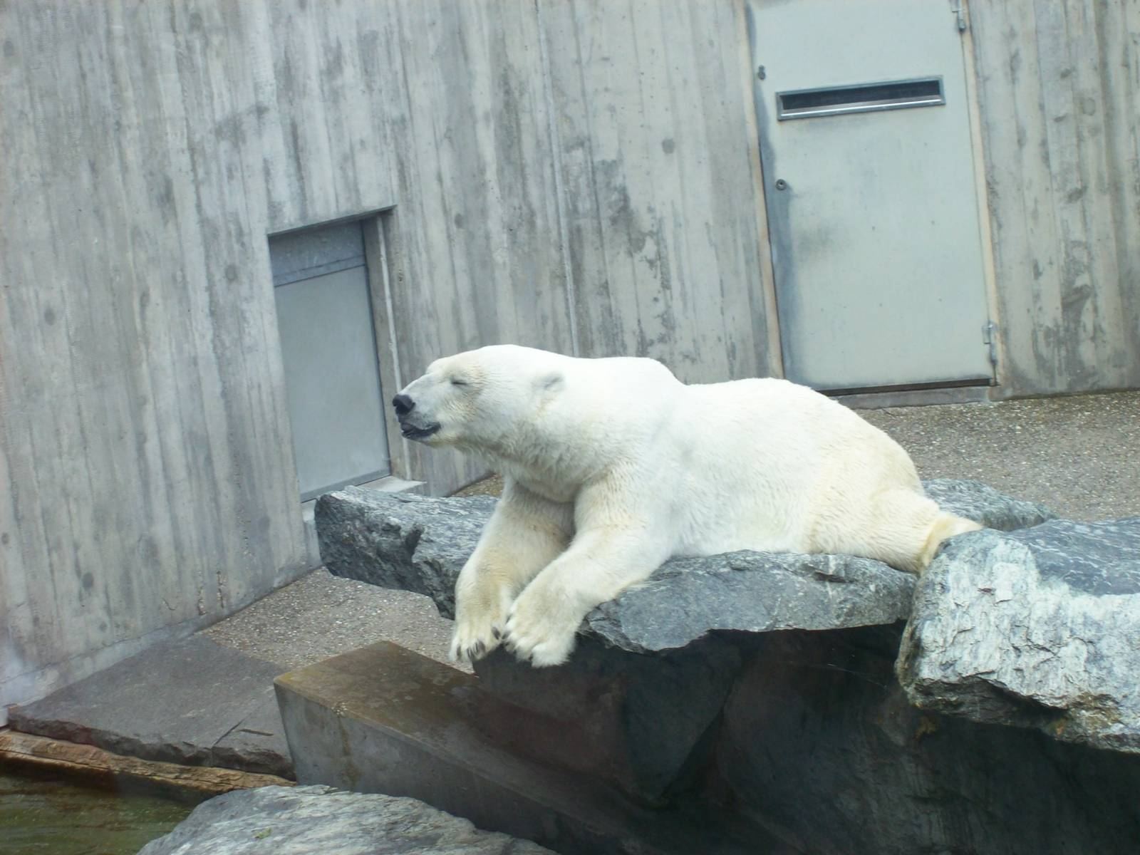 polar bear