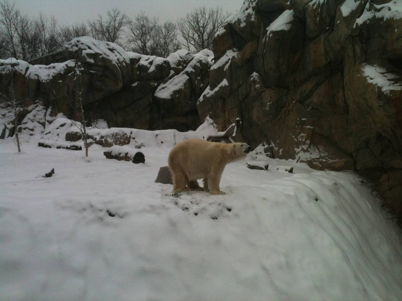 polar bear