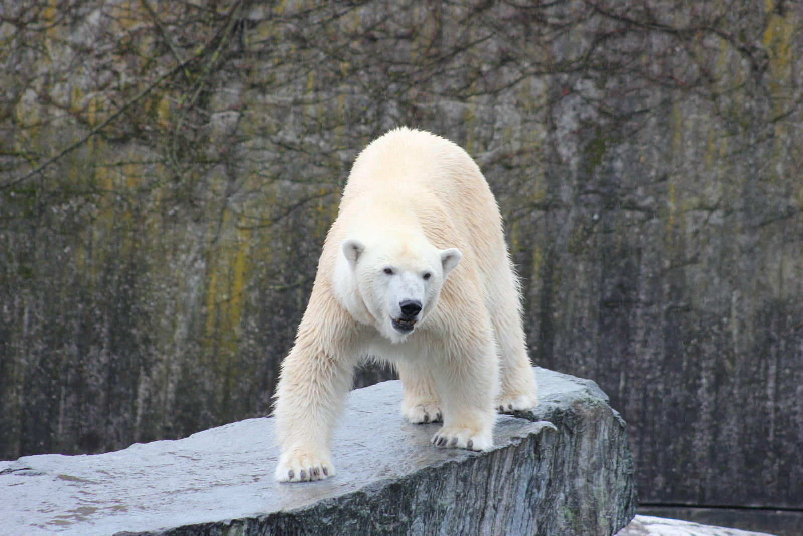 Polar bear