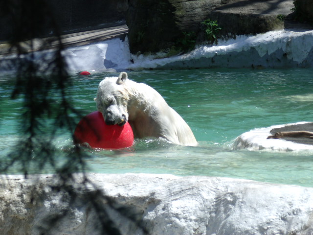 Polar Bear