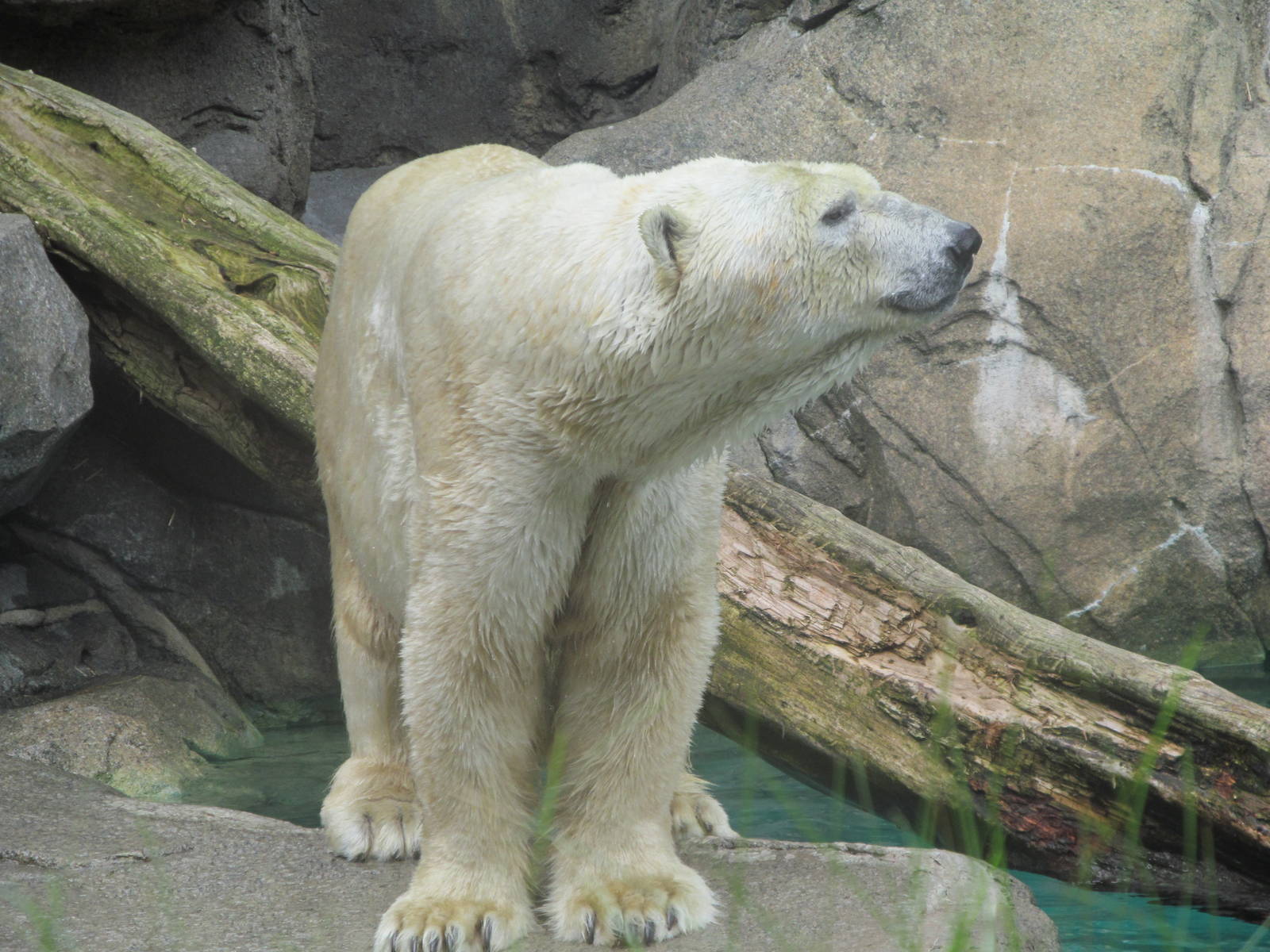 Polar Bear
