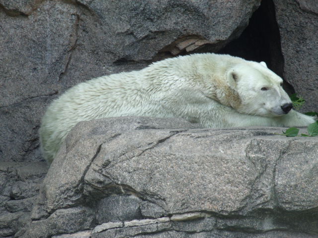 Polar Bear