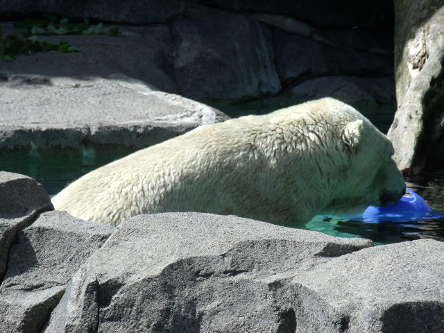 Polar Bear