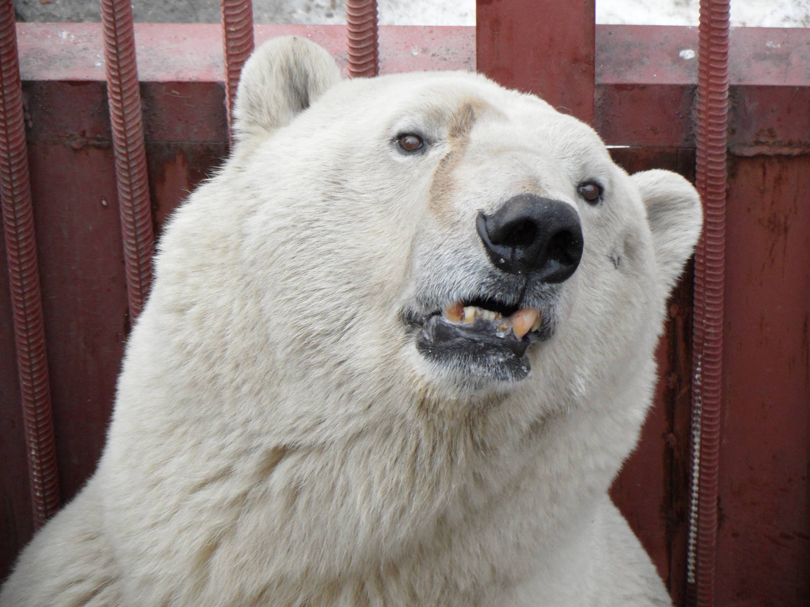 Polar bear