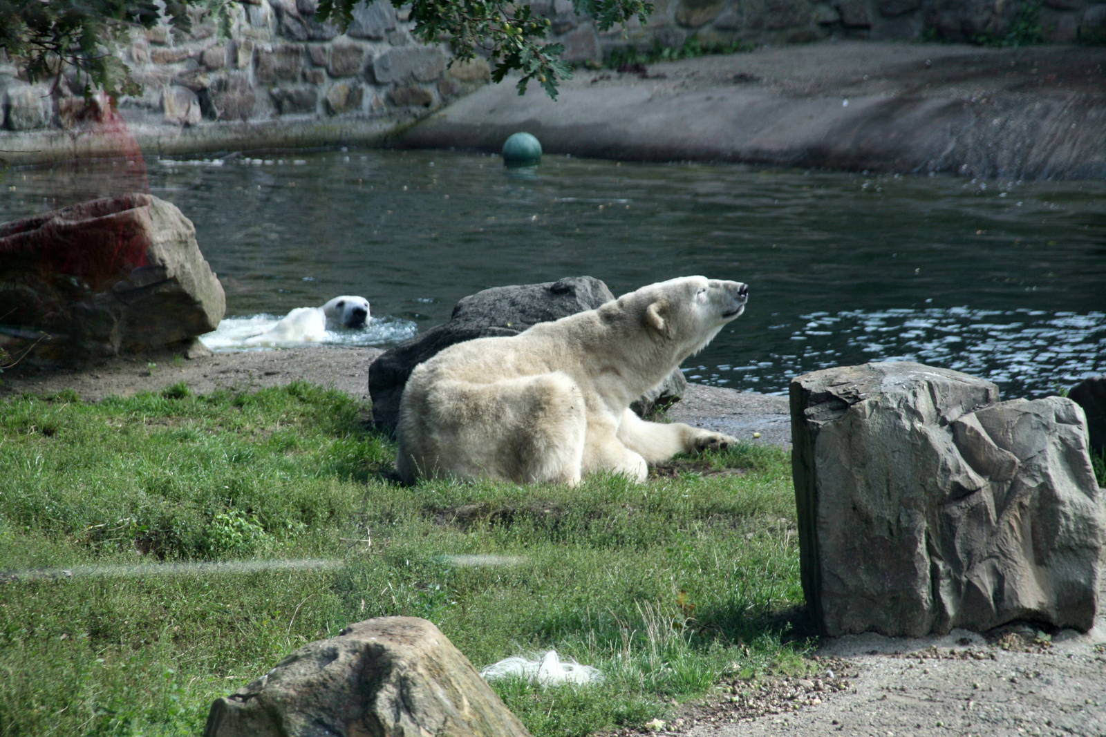 Polar bear