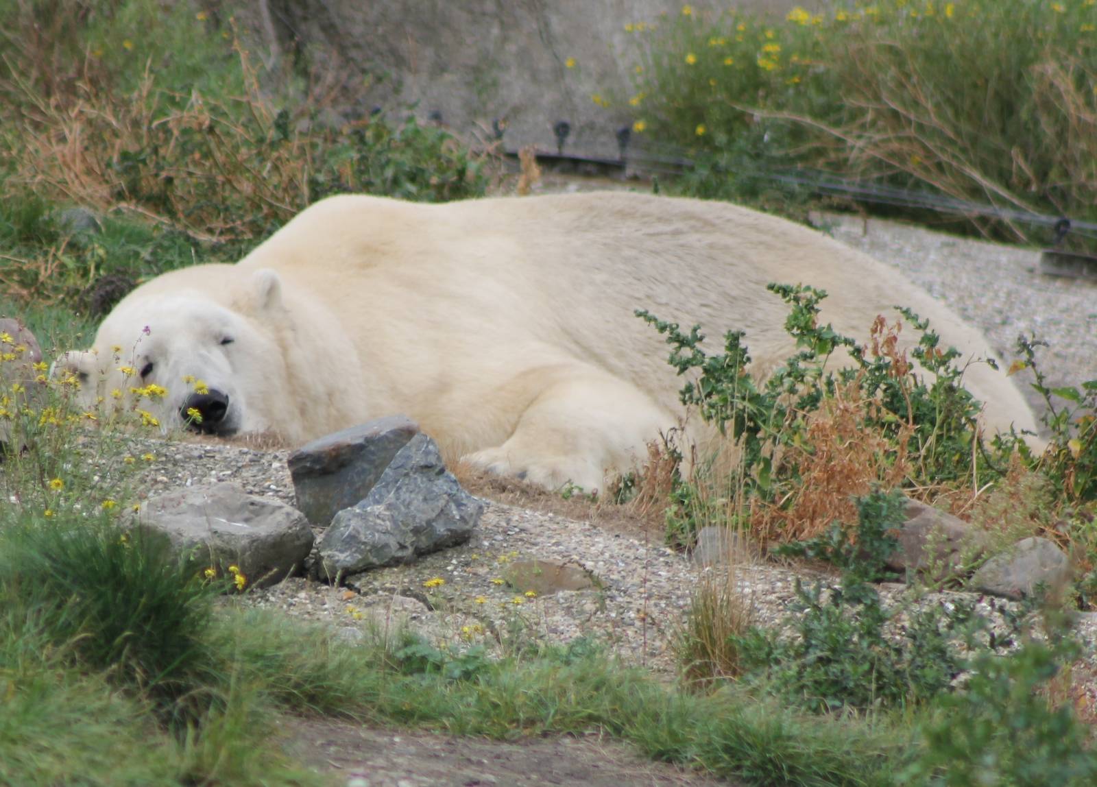 Polar bear