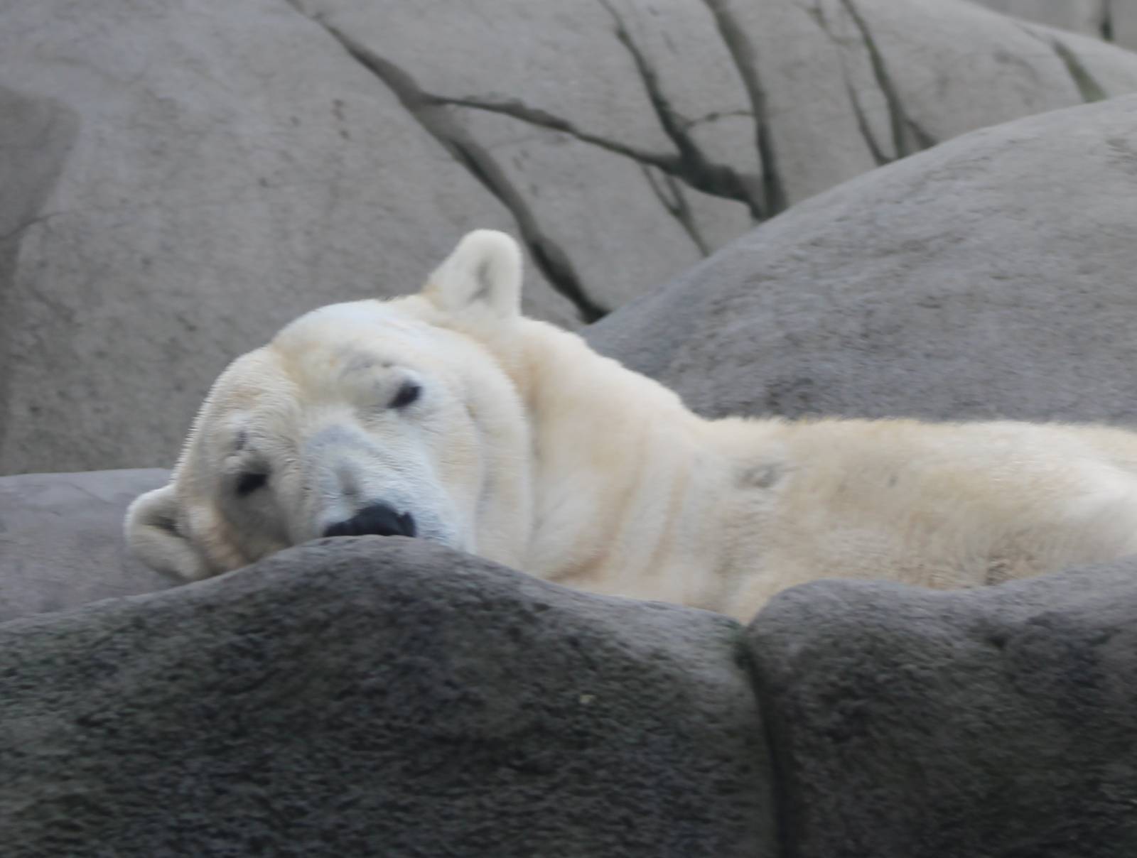 Polar bear