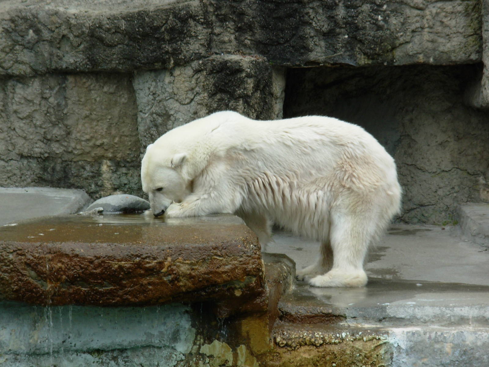 Polar Bear