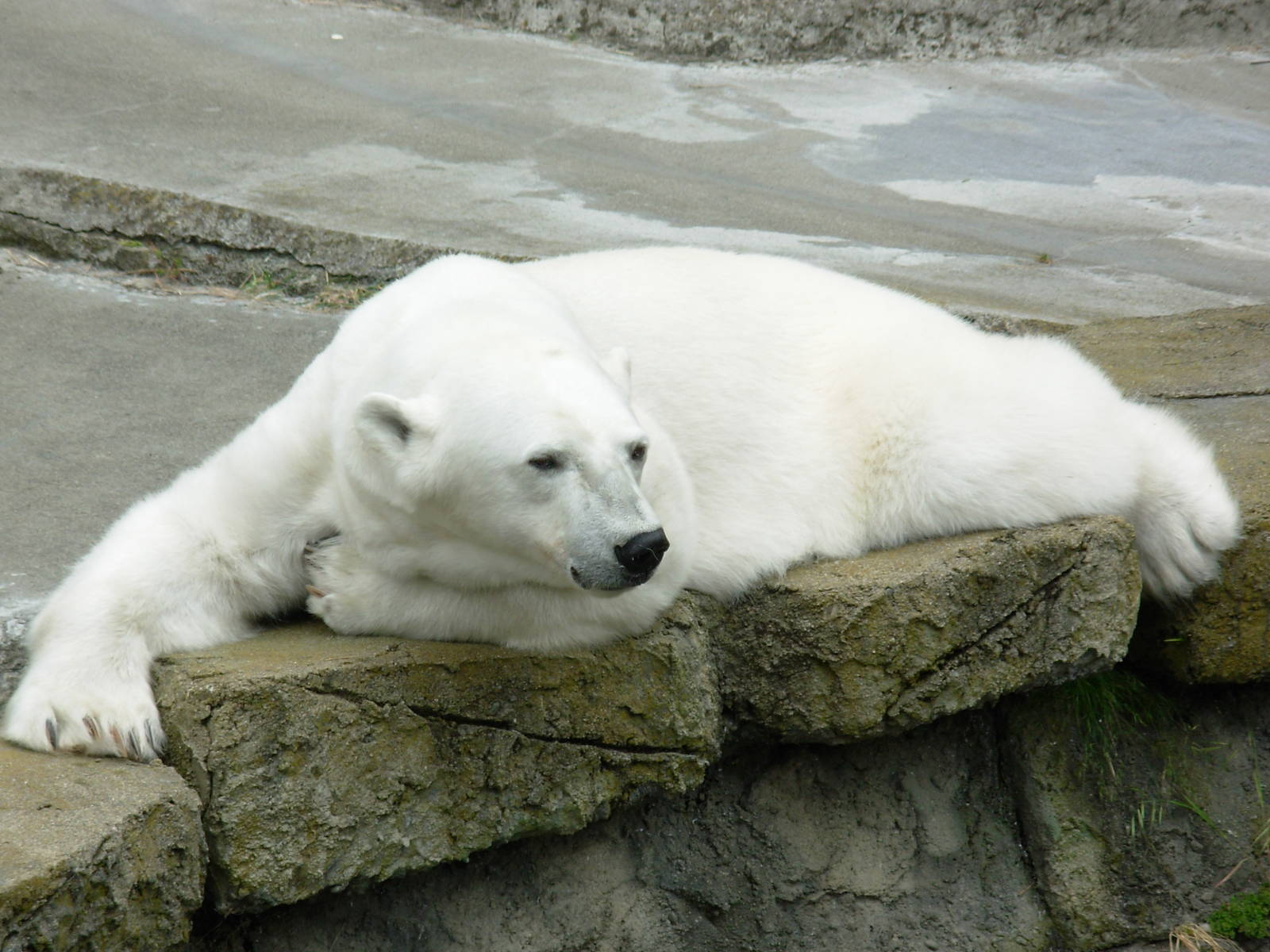 Polar Bear