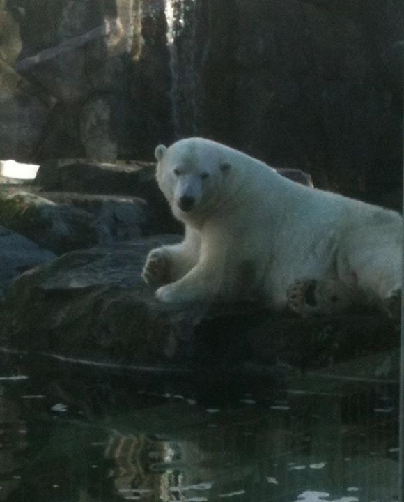 Polar Bear