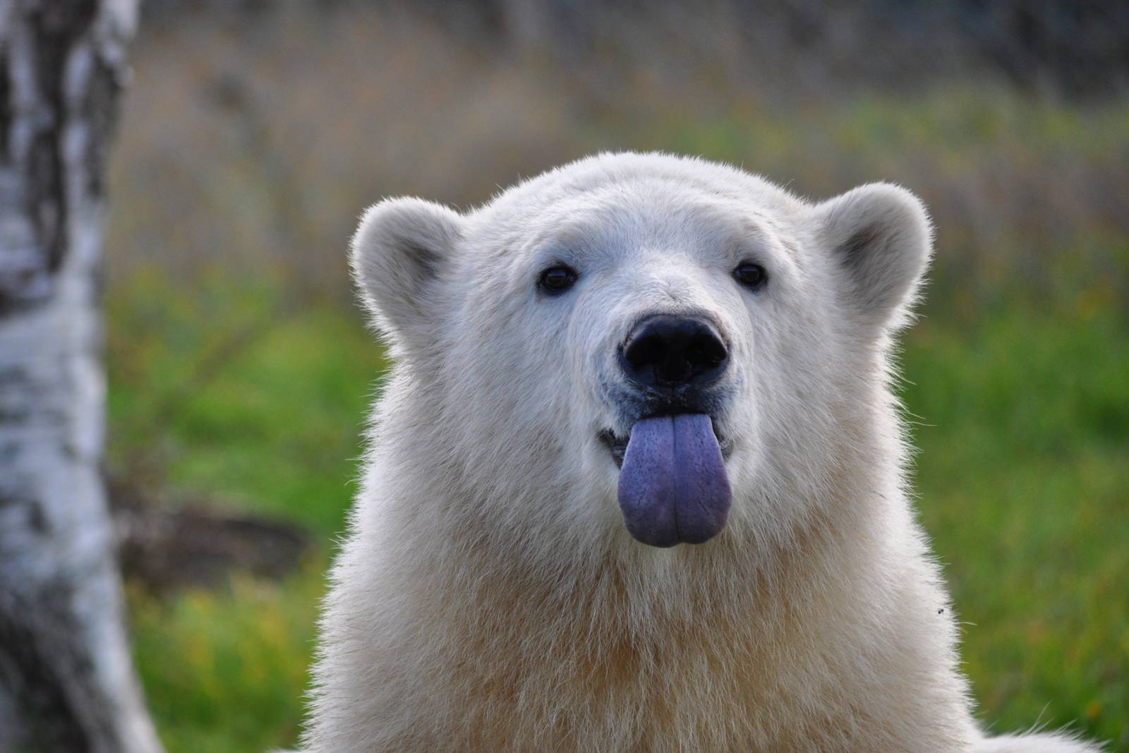 Polar Bear