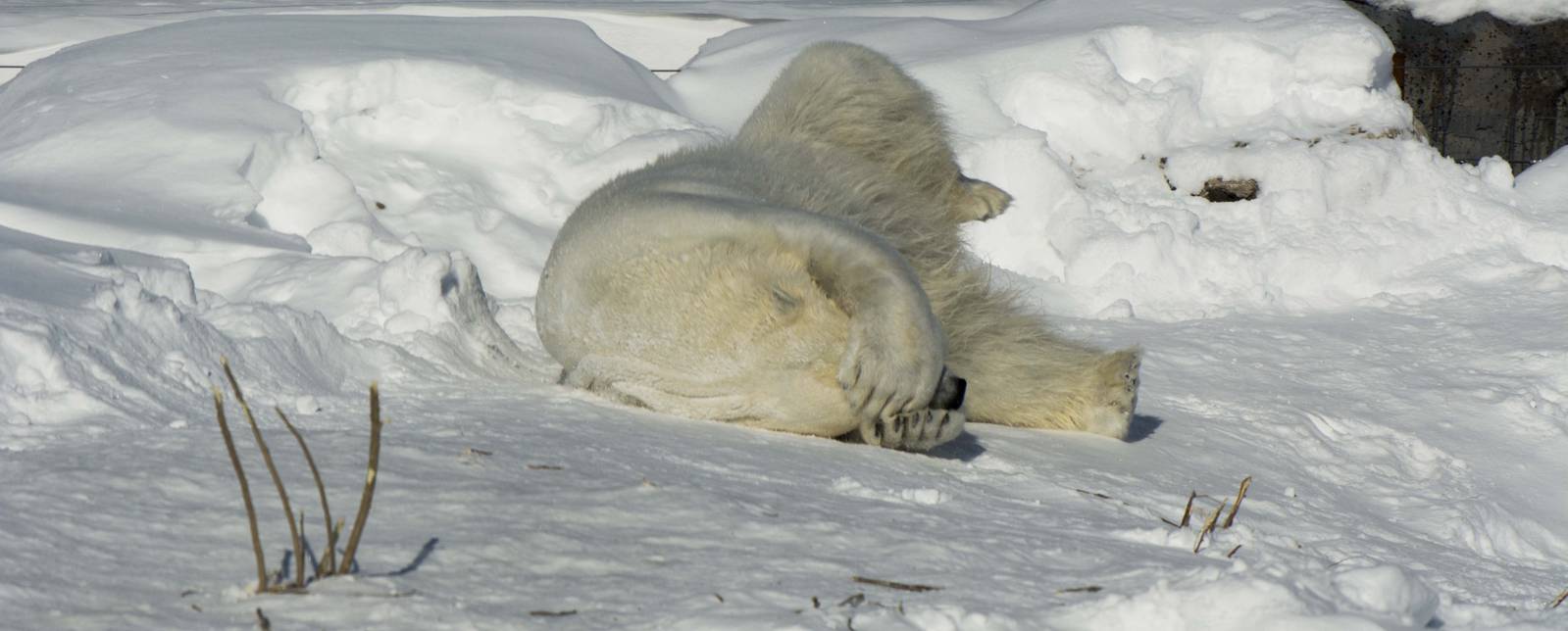 Polar Bear
