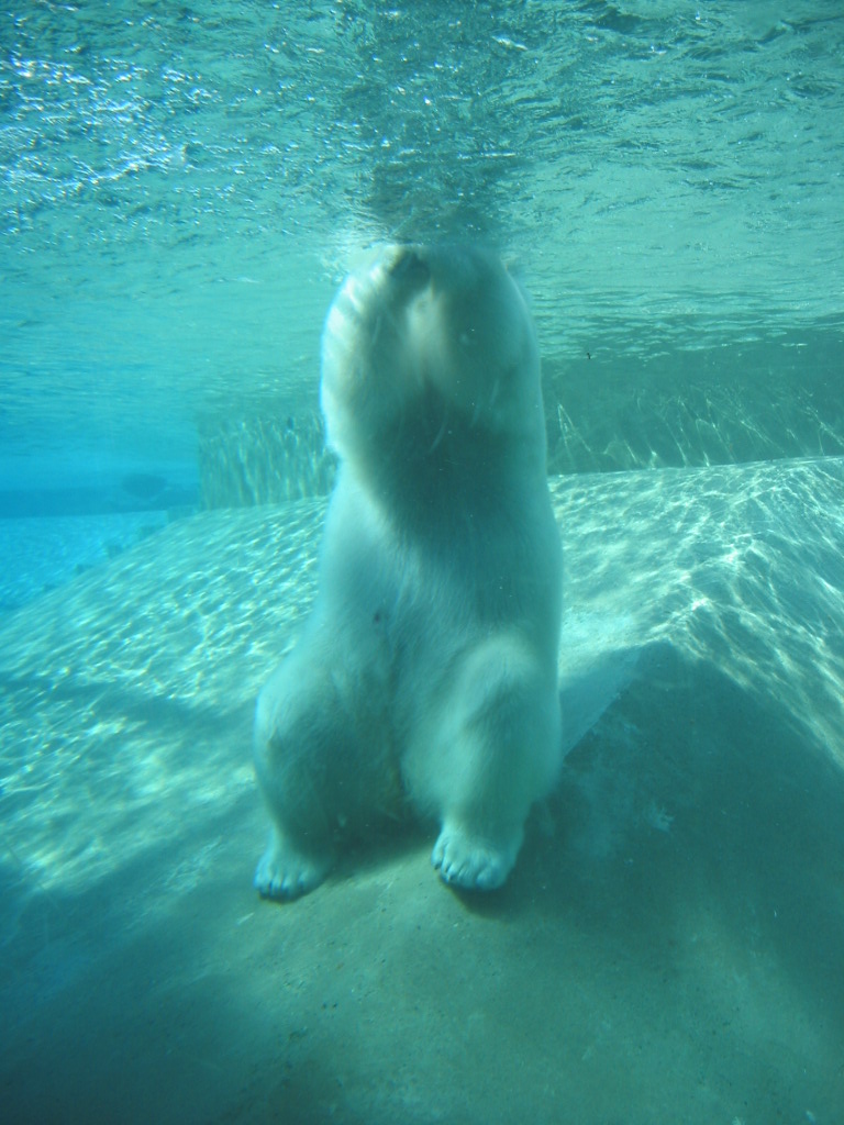 Polar Bear