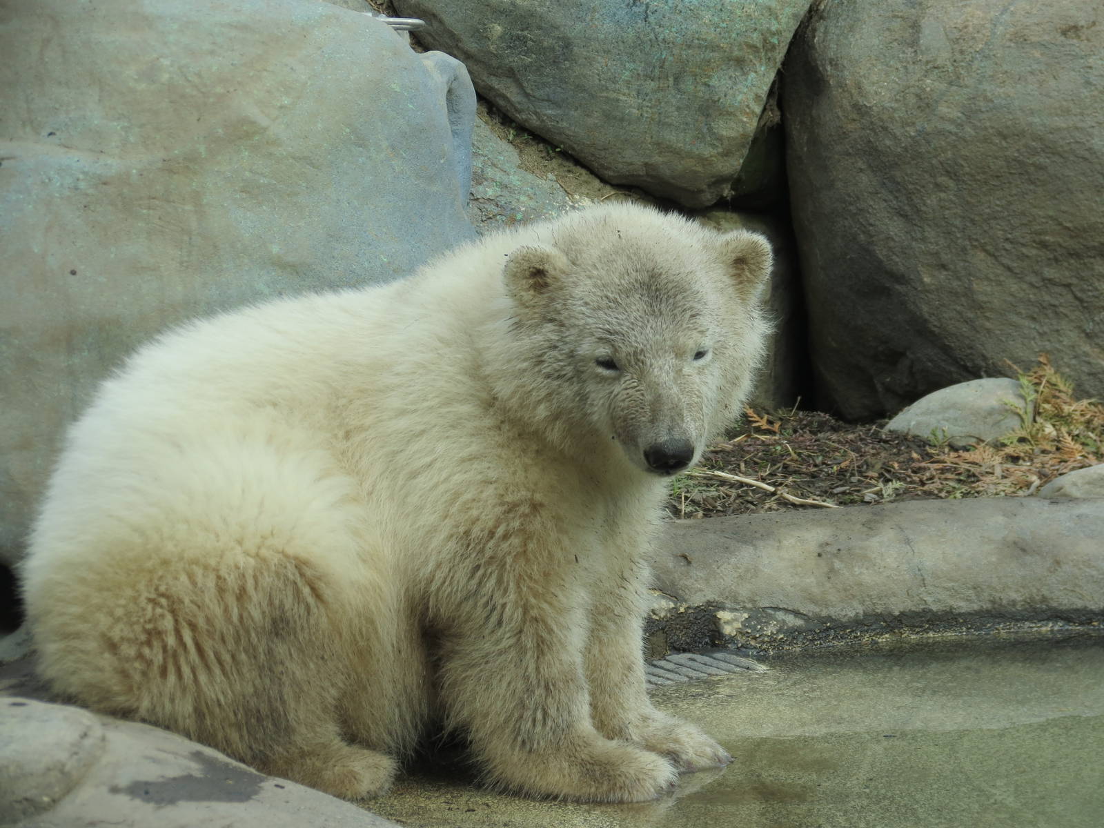 Polar Bear