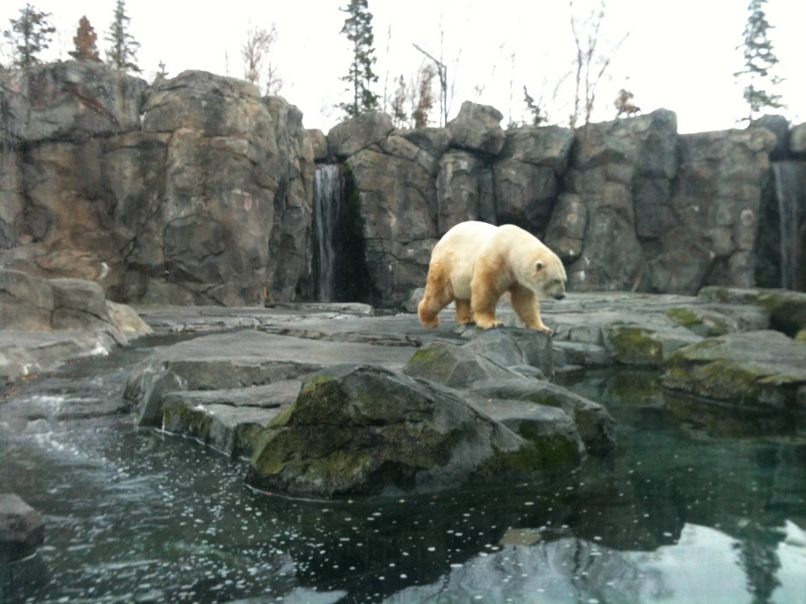 Polar Bear