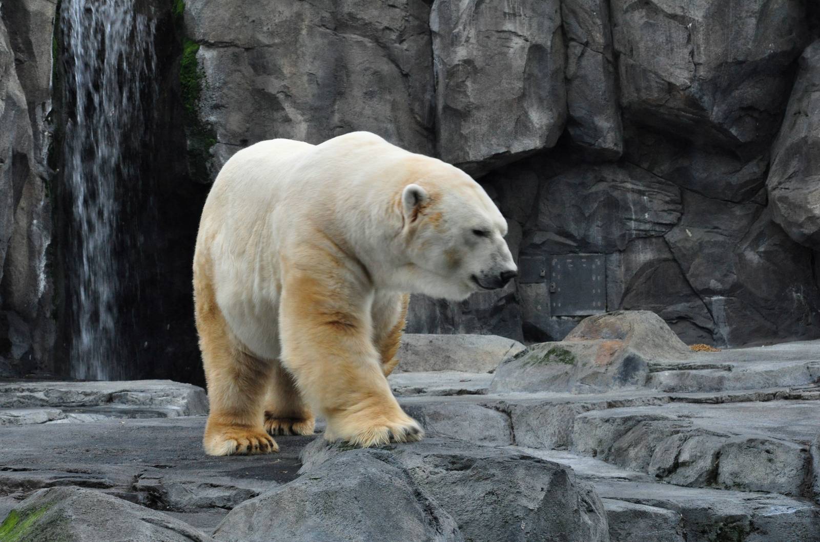 Polar Bear