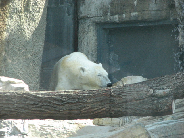 Polar Bear