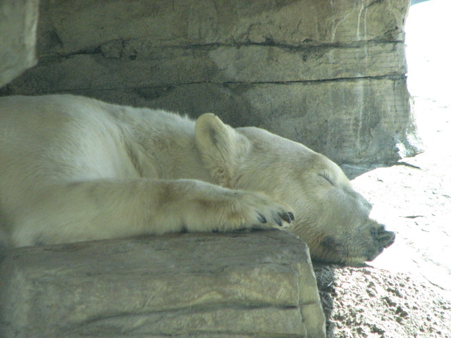 Polar Bear