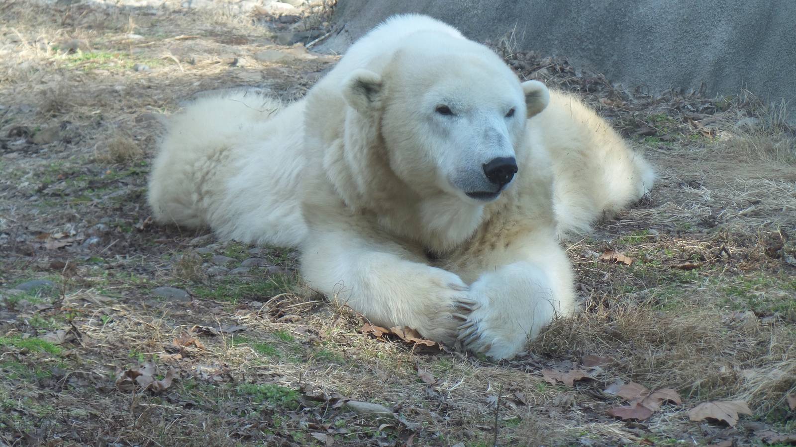 Polar Bear