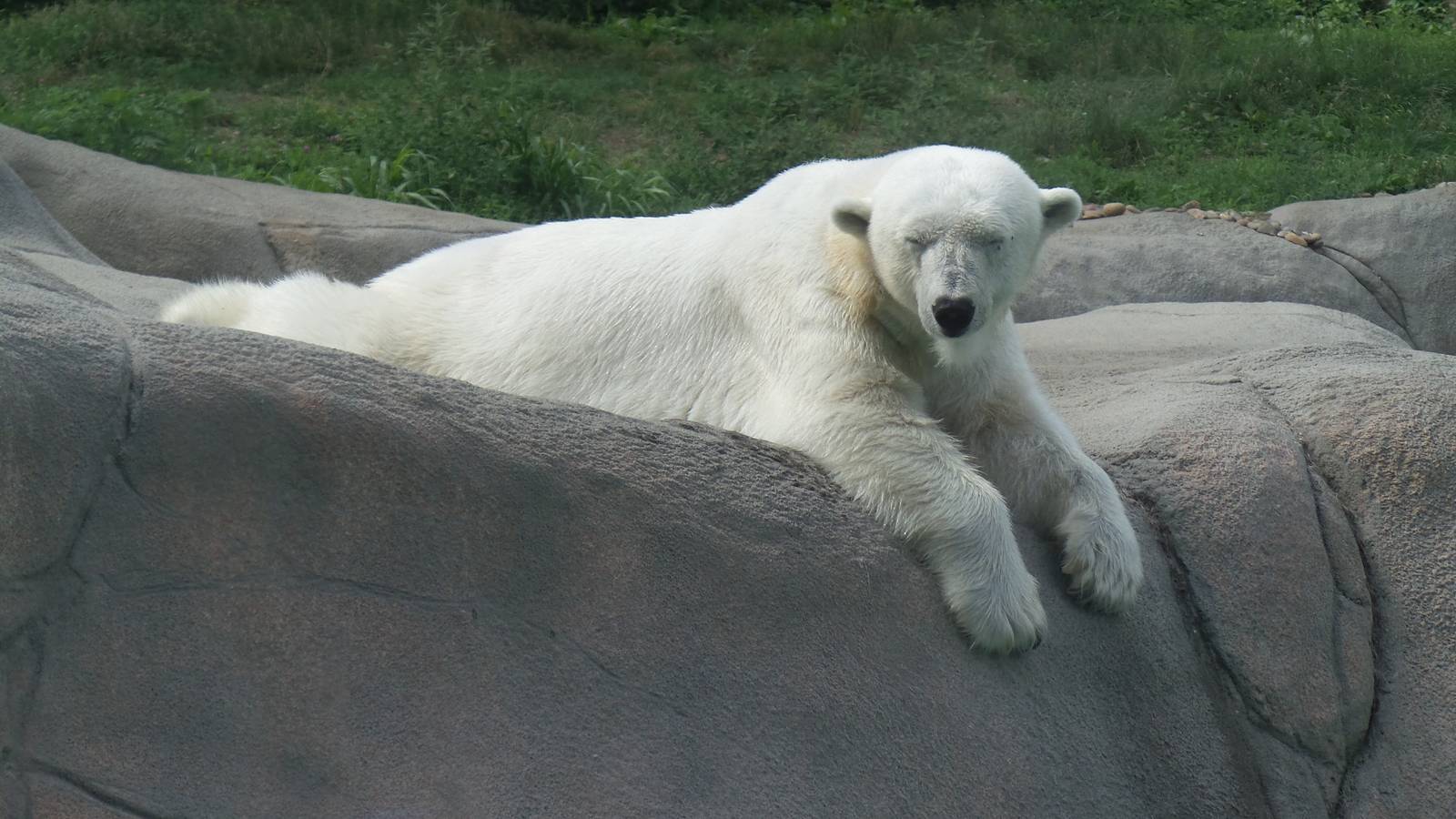 Polar Bear