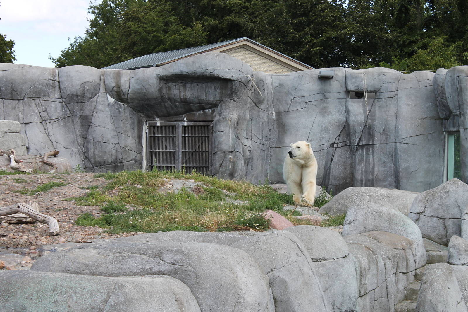 Polar Bear