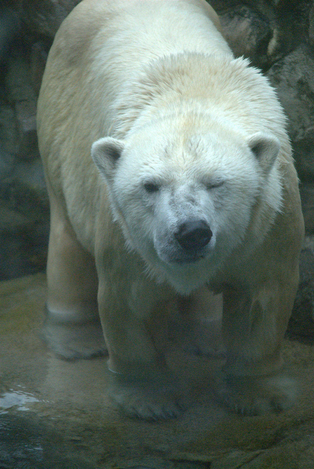 Polar Bear