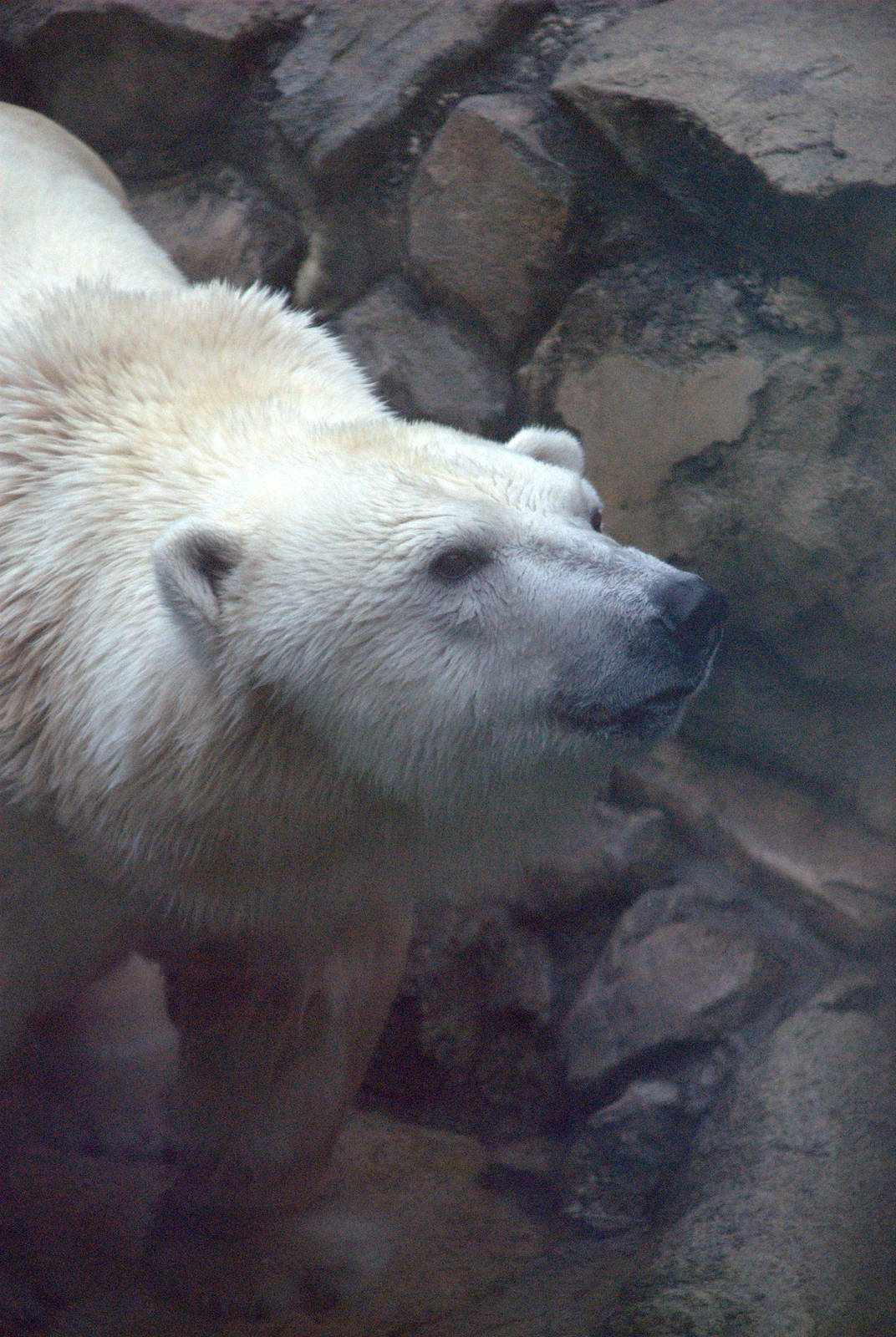 Polar Bear